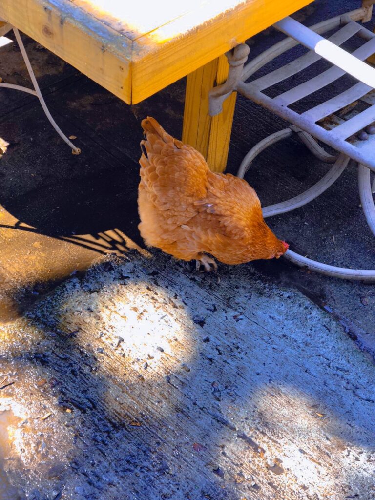 Brown feathered chicken pecking towards the ground. On top there is a cropped image of a wooden bench. 