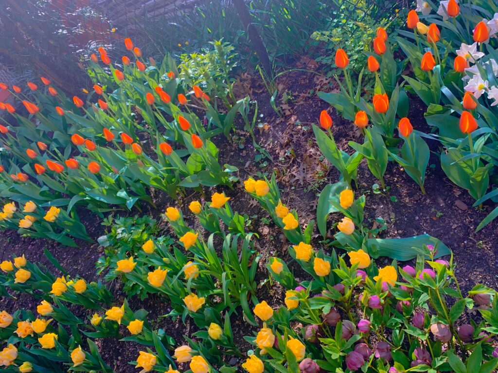 Cluster of yellow and orange tulips. Some of which are only partially bloomed. 