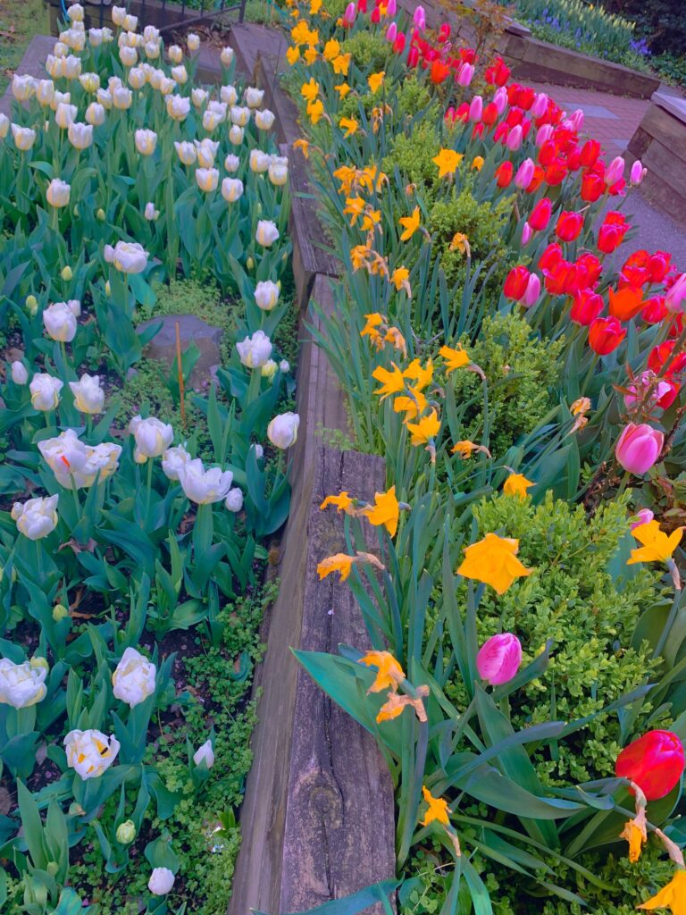 Planted rows of white, red and pink tulips along with yellow daffodil's.