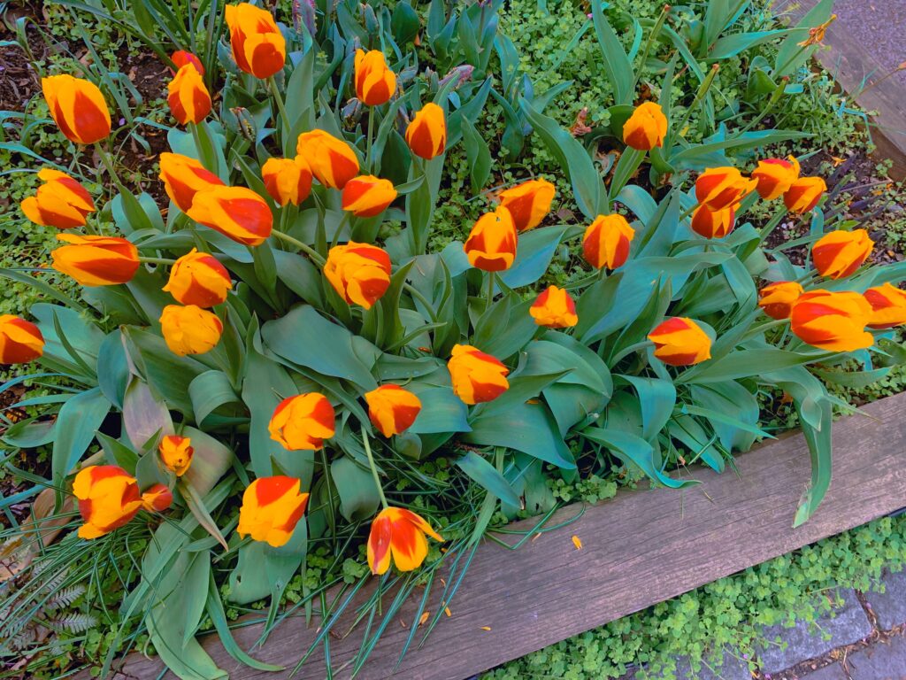 Closeup of bright yellow and red hybrid tulips. 