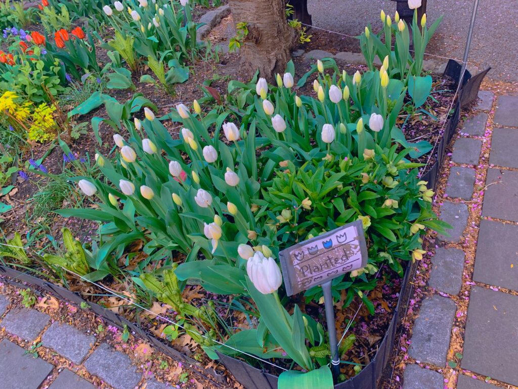 White tulips with a small handmade sign that says 'Planted'. Red tulips and yellowish greenery in the background. 