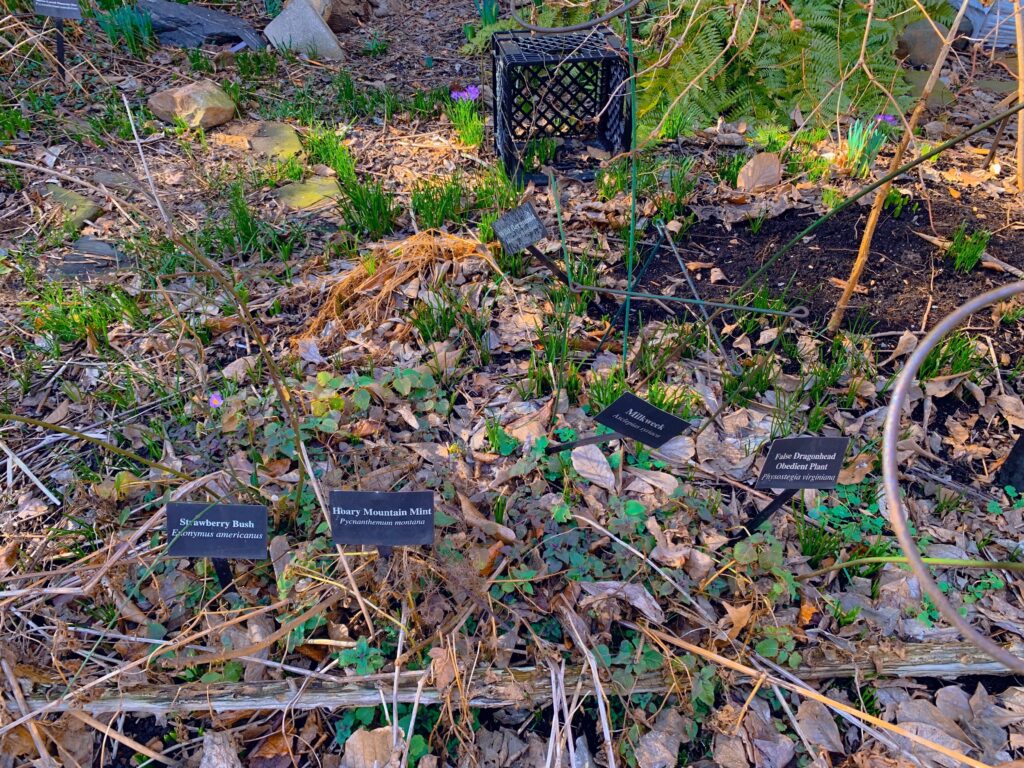 Closeup of small signs displaying type of flower or produce that has been planted. Brown and green leaves cover the ground and there is a black milk crate in the back. 